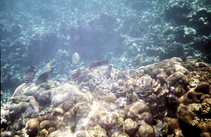 Seychellen Unterwasser-013.jpg
